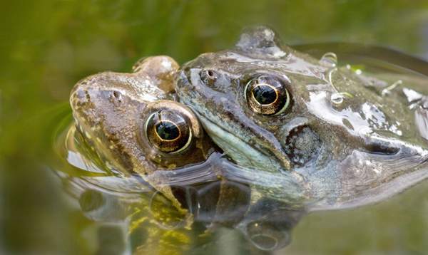 common frogs mating.jpg